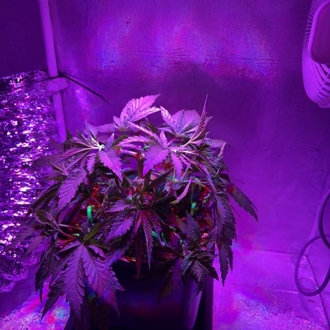 Biscotti growlog photo: Nach Beschneiden / LST