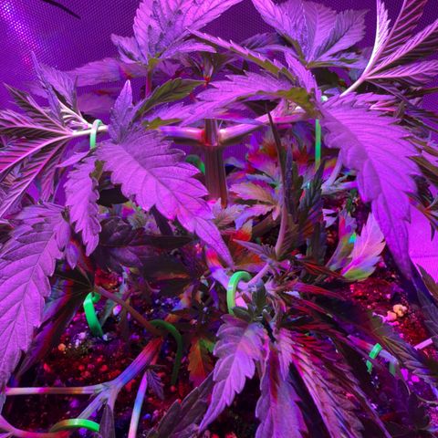 Biscotti growlog photo: Nach Beschneiden / LST