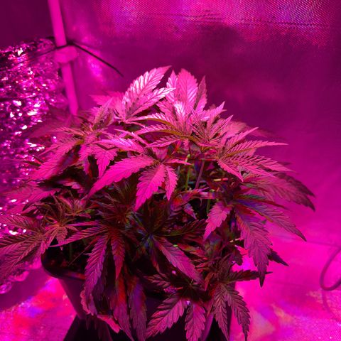 Biscotti growlog timeline photo