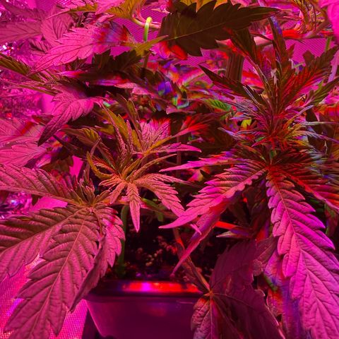 Biscotti growlog timeline photo