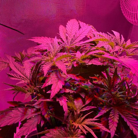 Biscotti growlog timeline photo