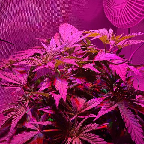 Biscotti growlog timeline photo