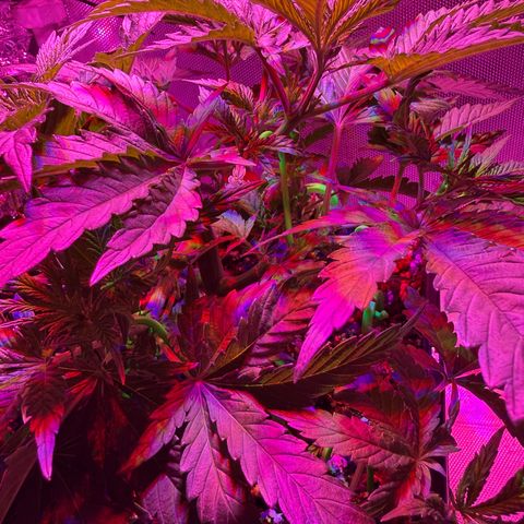 Biscotti growlog timeline photo