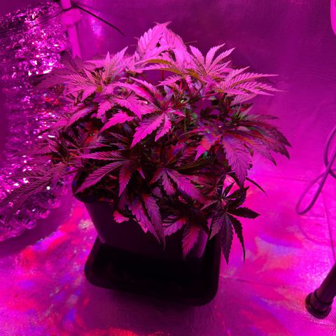 Biscotti growlog timeline photo
