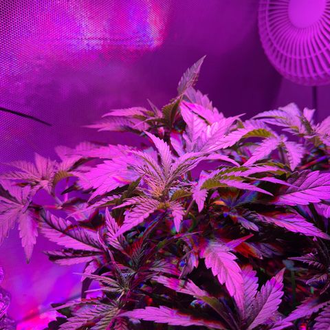 Biscotti growlog photo: Vorm Beschneiden/LST