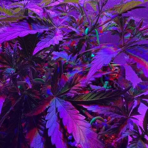 Biscotti growlog photo: Vorm Beschneiden/LST