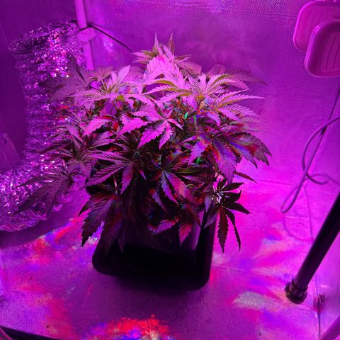 Biscotti growlog photo: Vorm Beschneiden/LST
