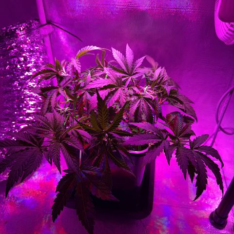 Biscotti growlog photo: Nach dem Bescheneiden/LST