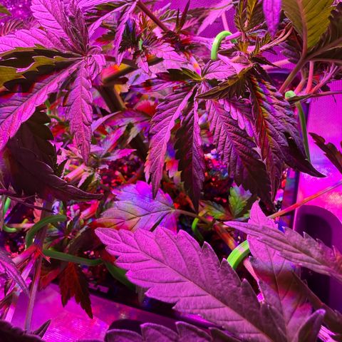 Biscotti growlog photo: Nach dem Bescheneiden/LST