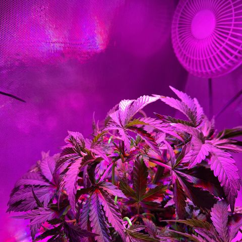 Biscotti growlog photo: Nach dem Bescheneiden/LST