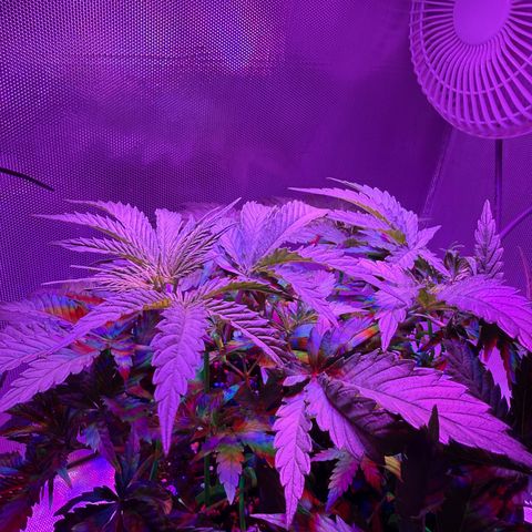 Biscotti growlog timeline photo