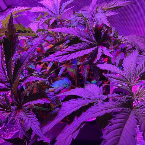 Biscotti growlog timeline photo