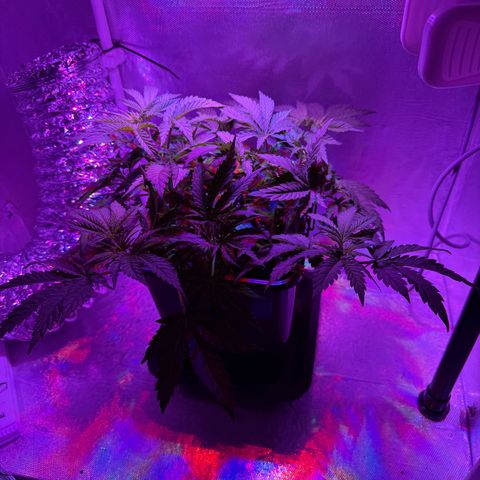 Biscotti growlog timeline photo