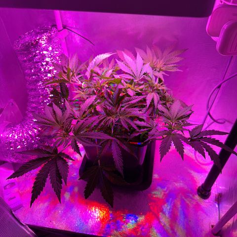 Biscotti growlog timeline photo