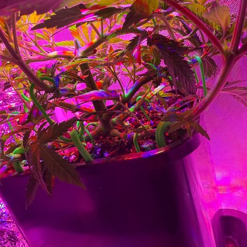 Biscotti growlog timeline photo
