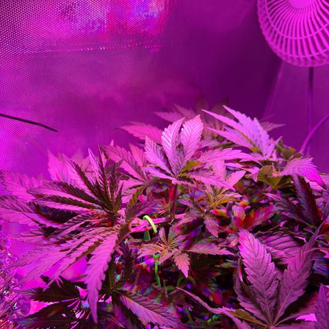 Biscotti growlog timeline photo