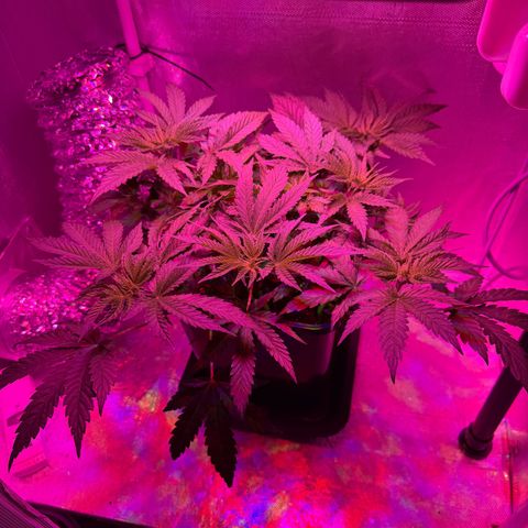 Biscotti growlog timeline photo
