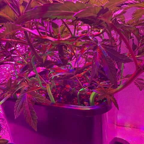 Biscotti growlog timeline photo