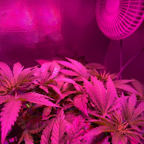 Biscotti growlog timeline photo