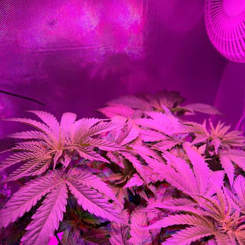 Biscotti growlog timeline photo