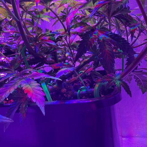 Biscotti growlog timeline photo