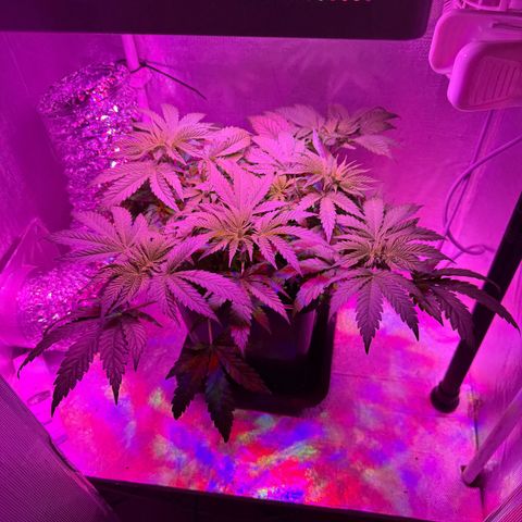 Biscotti growlog timeline photo