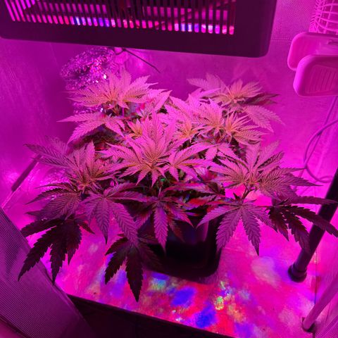 Biscotti growlog timeline photo