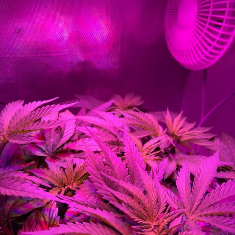 Biscotti growlog timeline photo