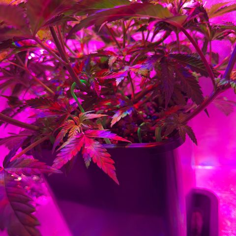 Biscotti growlog timeline photo