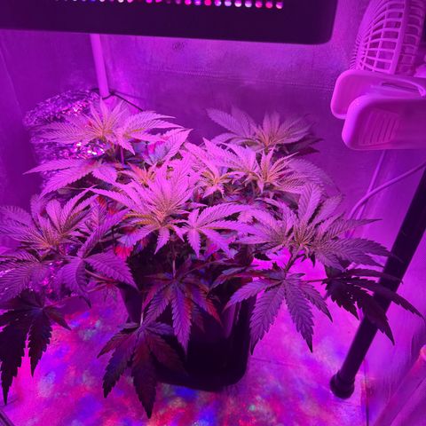 Biscotti growlog timeline photo
