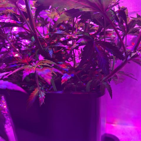 Biscotti growlog timeline photo