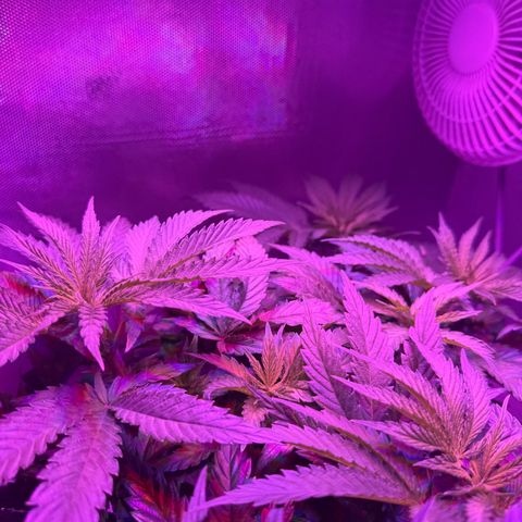 Biscotti growlog timeline photo