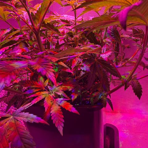 Biscotti growlog timeline photo