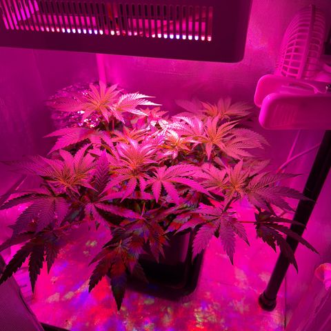 Biscotti growlog timeline photo