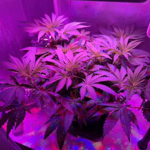 Biscotti growlog timeline photo