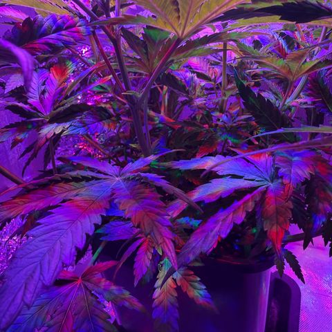 Biscotti growlog timeline photo