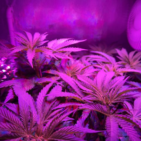 Biscotti growlog timeline photo