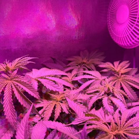 Biscotti growlog timeline photo