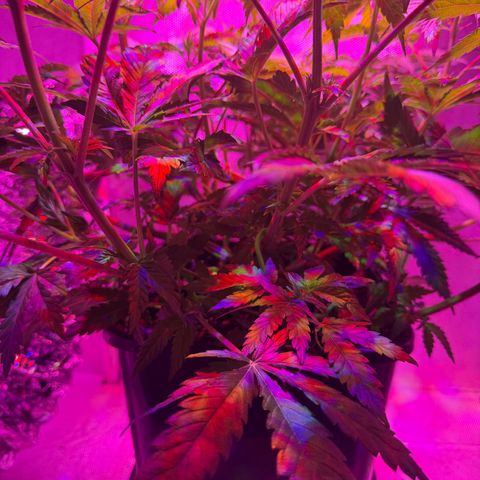 Biscotti growlog timeline photo