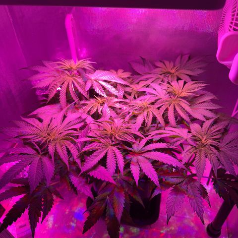 Biscotti growlog timeline photo