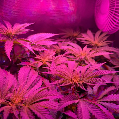 Biscotti growlog timeline photo