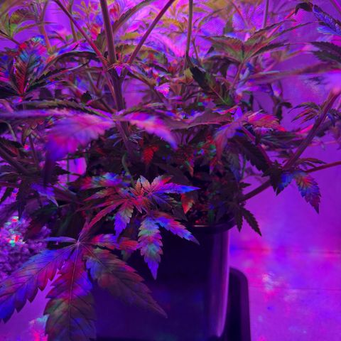 Biscotti growlog timeline photo