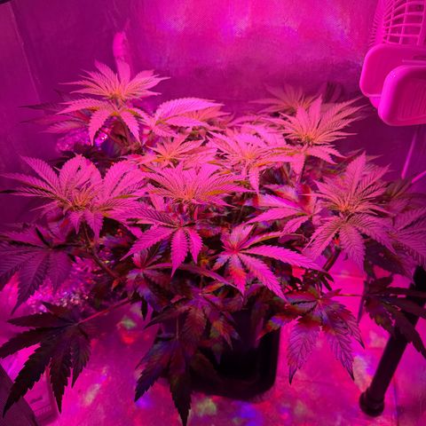 Biscotti growlog timeline photo