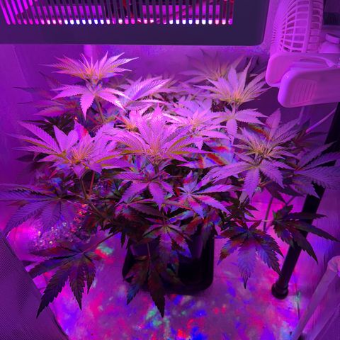 Biscotti growlog timeline photo