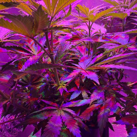 Biscotti growlog timeline photo