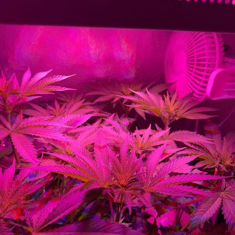 Biscotti growlog timeline photo
