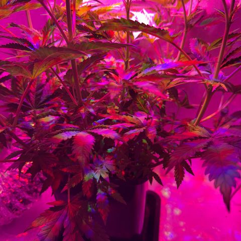 Biscotti growlog timeline photo