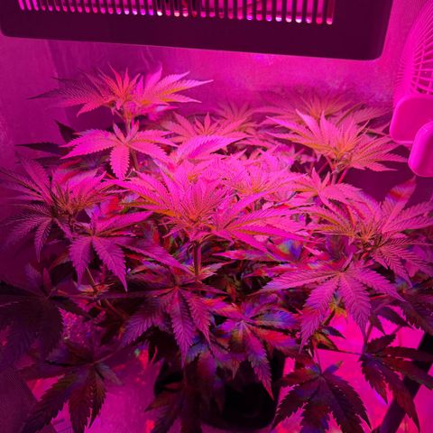 Biscotti growlog timeline photo