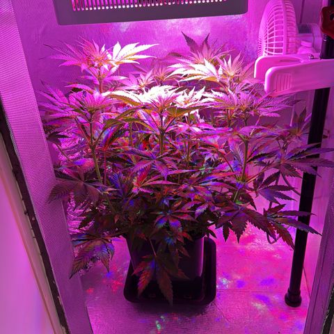 Biscotti growlog timeline photo