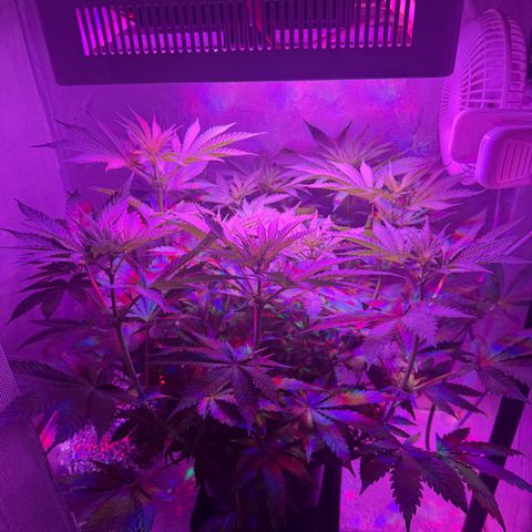 Biscotti growlog timeline photo